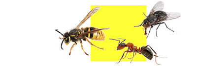 Insektenbekämpfung